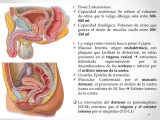 • Posee 2 situaciones:
 Capacidad anatómica: Se refiere al volumen
de orina que la vejiga alberga, esta entre 500-
800 ml.
 Capacidad fisiológica: Volumen de orina que
genera el deseo de micción, oscila entre 200-
250 ml
• La vejiga como víscera hueca posee 3 capas:
 Mucosa: Interna, origen endodérmico, con
pliegues que facilitan la distención, no están
presentes en el trígono vesical  estructura
delimitada superiormente por la
desembocadura de los uréteres e inferior por
el orificio interno de la uretra
 Urotelio: Epitelio de transición.
 Muscular: Conformada por el musculo
detrusor, al proyectarse al orificio de la uretra
forma un esfínter de M. liso  Esfínter interno
de la uretra.
 La inervación del detrusor es parasimpático
(S2-S4) mientras que el trígono y el esfínter
interno por el simpático (T11-L1)
 