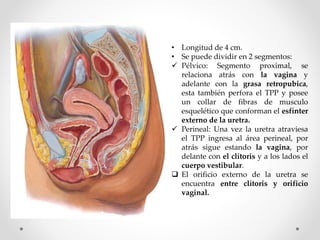 • Longitud de 4 cm.
• Se puede dividir en 2 segmentos:
 Pélvico: Segmento proximal, se
relaciona atrás con la vagina y
adelante con la grasa retropubica,
esta también perfora el TPP y posee
un collar de fibras de musculo
esquelético que conforman el esfínter
externo de la uretra.
 Perineal: Una vez la uretra atraviesa
el TPP ingresa al área perineal, por
atrás sigue estando la vagina, por
delante con el clítoris y a los lados el
cuerpo vestibular.
 El orificio externo de la uretra se
encuentra entre clítoris y orificio
vaginal.
 