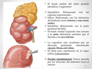 • El borde medial del riñón permite
identificar 3 segmentos:
 Suprahiliar: Relacionado con las
capsulas suprarrenales.
 Hiliar: Relacionado con los elementos
del pedículo renal (Arteria y vena renal,
uréter)
 Infrahiliar: Relacionado con la parte
proximal del hilio.
• El borde medial izquierdo esta cercano
a la aorta abdominal mientras que el
derecho a la cava inferior.
• La superficie esta recubierta por un
derivado peritoneal, denominada
cápsula fibrosa del riñón.
• El riñón para mantenerse en su lugar
utiliza 3 mecanismos:
 Presión intrabdominal: Fuerza ejercida
por los músculos del abdomen hacia el
interior
 