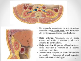 • Un segundo mecanismo es una estructura
denominada la fascia renal, una derivación
del peritoneo, constituida por dos hojas:
 Hoja anterior: Originada en el borde
externo del riñón, y termina en el borde
externo del contralateral.
 Hoja posterior: Origen en el borde externo
cursa posterior y termina en el cuerpo
vertebral respectivo.
• Ambas hojas después de cubrir los riñones
se funden y fusionan al nivel superior,
insertándose en el diafragma
 