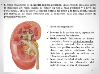 • El tercer mecanismo es la capsula adiposa del riñón, un colchón de grasa que cubre
la superficie del riñón, siendo de mayor espesor a nivel posterior y a nivel del
borde lateral, ubicada entre la capsula fibrosa del riñón y la fascia renal, surcada
por trabéculas de tejido conectivo que la endurecen para que haga acción de
protección y fijación.
• Posee tres segmentos:
 Externo: Es la corteza renal, espesor de
1 cm, contiene las nefronas.
 Medula renal: Estructuras en forma
triangular., llamadas pirámides renales,
con vértice orientado hacia adentro,
forma las papilas renales, en ellas se
ubican los tubos uriníferos. Entre
pirámide y pirámide se ubican las
columnas renales/Bertini.
 Seno renal: Cavidad donde están las
divisiones de los elementos del
pedículo renal, se abre al hilio renal.
 
