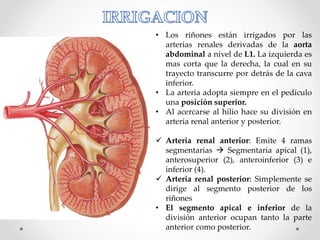 • Los riñones están irrigados por las
arterias renales derivadas de la aorta
abdominal a nivel de L1. La izquierda es
mas corta que la derecha, la cual en su
trayecto transcurre por detrás de la cava
inferior.
• La arteria adopta siempre en el pedículo
una posición superior.
• Al acercarse al hilio hace su división en
arteria renal anterior y posterior.
 Arteria renal anterior: Emite 4 ramas
segmentarias  Segmentaria apical (1),
anterosuperior (2), anteroinferior (3) e
inferior (4).
 Arteria renal posterior: Simplemente se
dirige al segmento posterior de los
riñones
• El segmento apical e inferior de la
división anterior ocupan tanto la parte
anterior como posterior.
 