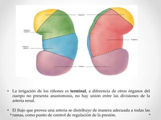 • La irrigación de los riñones es terminal, a diferencia de otros órganos del
cuerpo no presenta anastomosis, no hay unión entre las divisiones de la
arteria renal.
• El flujo que provea una arteria se distribuye de manera adecuada a todas las
ramas, como punto de control de regulación de la presión.
 