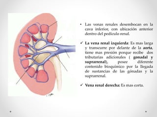 • Las venas renales desembocan en la
cava inferior, con ubicación anterior
dentro del pedículo renal.
 La vena renal izquierda: Es mas larga
y transcurre por delante de la aorta,
tiene mas presión porque recibe dos
tributarias adicionales ( gonadal y
suprarrenal), posee diferente
contenido bioquímico por la llegada
de sustancias de las gónadas y la
suprarrenal.
 Vena renal derecha: Es mas corta.
 