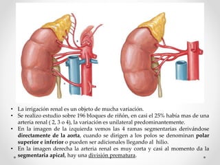 • La irrigación renal es un objeto de mucha variación.
• Se realizo estudio sobre 196 bloques de riñón, en casi el 25% había mas de una
arteria renal ( 2, 3 o 4), la variación es unilateral predominantemente.
• En la imagen de la izquierda vemos las 4 ramas segmentarias derivándose
directamente de la aorta, cuando se dirigen a los polos se denominan polar
superior e inferior o pueden ser adicionales llegando al hilio.
• En la imagen derecha la arteria renal es muy corta y casi al momento da la
segmentaria apical, hay una división prematura.
 