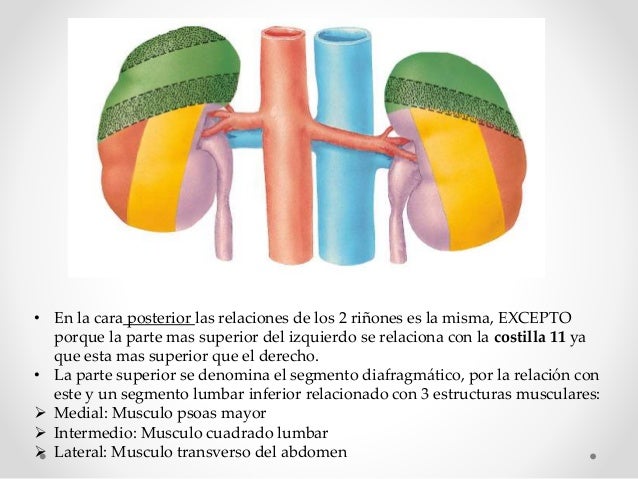 Anatomia renal