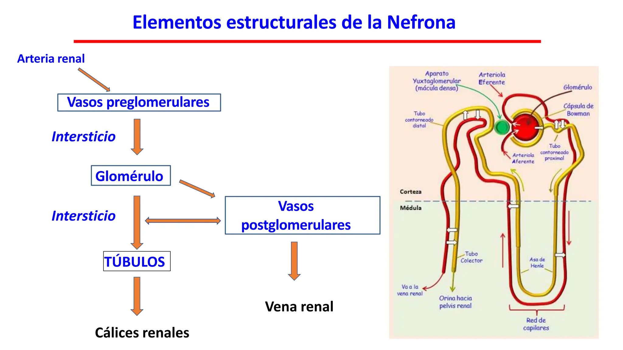 anatomia renal parte 1.pptx para principiantes en ciencias de la salud ...