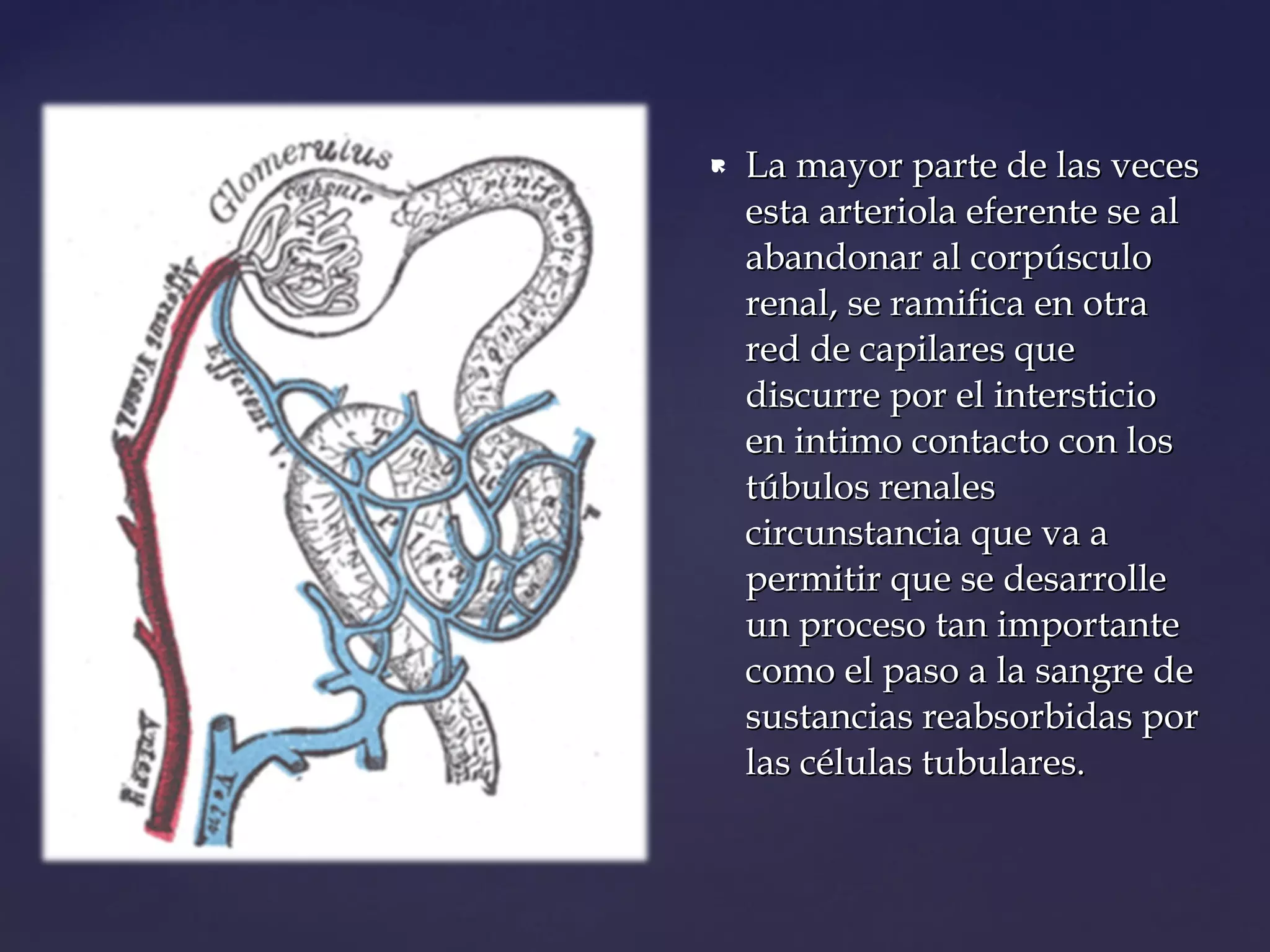 Anatomia renal y vascularizacion | PPT