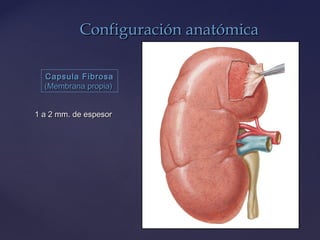 Configuración anatómicaConfiguración anatómica
Capsula FibrosaCapsula Fibrosa
(Membrana propia)(Membrana propia)
1 a 2 mm. de espesor1 a 2 mm. de espesor
 