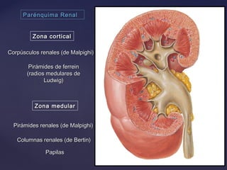 Parénquima RenalParénquima Renal
Zona corticalZona cortical
Zona medularZona medular
Corpúsculos renales (de Malpighi)Corpúsculos renales (de Malpighi)
Pirámides de ferreinPirámides de ferrein
(radios medulares de(radios medulares de
Ludwig)Ludwig)
Pirámides renales (de Malpighi)Pirámides renales (de Malpighi)
Columnas renales (de Bertin)Columnas renales (de Bertin)
PapilasPapilas
 