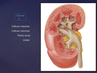 CáliceCálice
ss
Cálices menoresCálices menores
Cálices mayoresCálices mayores
Pelvis renalPelvis renal
UréterUréter
 