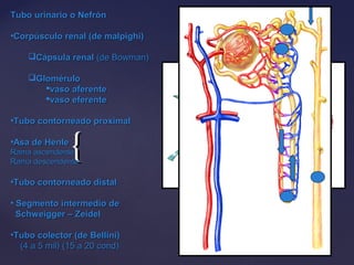 {{
Tubo urinario o NefrónTubo urinario o Nefrón
•Corpúsculo renal (de malpighi)Corpúsculo renal (de malpighi)
Cápsula renalCápsula renal (de Bowman)(de Bowman)
GloméruloGlomérulo
vaso aferentevaso aferente
vaso eferentevaso eferente
•Tubo contorneado proximalTubo contorneado proximal
•Asa de HenleAsa de Henle
Rama ascendenteRama ascendente
Rama descendenteRama descendente
•Tubo contorneado distalTubo contorneado distal
• Segmento intermedio deSegmento intermedio de
Schweigger – ZeidelSchweigger – Zeidel
•Tubo colector (de Bellini)Tubo colector (de Bellini)
(4 a 5 mil) (15 a 20 cond)(4 a 5 mil) (15 a 20 cond)
 