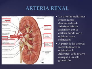  Las arterias arciformesLas arterias arciformes
emiten ramasemiten ramas
denominadasdenominadas A.A.
InterlobulillaresInterlobulillares
ascienden por laascienden por la
corteza donde van acorteza donde van a
originar vasosoriginar vasos
colateralescolaterales
 A partir de las arteriasA partir de las arterias
interlobulillares seinterlobulillares se
origina lasorigina las A.A.
AferentesAferentes, cada una va, cada una va
a irrigar a un soloa irrigar a un solo
glomérulo.glomérulo.
ARTERIA RENALARTERIA RENAL
 