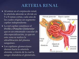  Al entrar en el corpúsculo renal,Al entrar en el corpúsculo renal,
la arteriola aferente se divide enla arteriola aferente se divide en
5 u 8 ramas cortas, cada una de5 u 8 ramas cortas, cada una de
las cuales origina un segmentolas cuales origina un segmento
capilar independiente.capilar independiente.
 La red capilar constituye elLa red capilar constituye el
Ovillo o Penacho GlomerularOvillo o Penacho Glomerular
que es un entramado vascular deque es un entramado vascular de
alta especialización, ya que enalta especialización, ya que en
esta zona se realiza laesta zona se realiza la
ultrafiltración del plasmaultrafiltración del plasma
sanguíneo.sanguíneo.
 Los capilares glomerularesLos capilares glomerulares
drenan hacia la arterioladrenan hacia la arteriola
eferente, a través de la cual laeferente, a través de la cual la
sangre abandona el glomérulo.sangre abandona el glomérulo.
ARTERIA RENALARTERIA RENAL
 