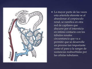  La mayor parte de las vecesLa mayor parte de las veces
esta arteriola eferente se alesta arteriola eferente se al
abandonar al corpúsculoabandonar al corpúsculo
renal, se ramifica en otrarenal, se ramifica en otra
red de capilares quered de capilares que
discurre por el intersticiodiscurre por el intersticio
en intimo contacto con losen intimo contacto con los
túbulos renalestúbulos renales
circunstancia que va acircunstancia que va a
permitir que se desarrollepermitir que se desarrolle
un proceso tan importanteun proceso tan importante
como el paso a la sangre decomo el paso a la sangre de
sustancias reabsorbidas porsustancias reabsorbidas por
las células tubulares.las células tubulares.
 