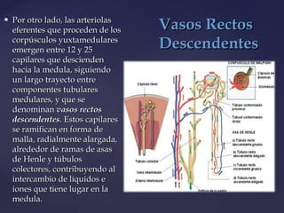  Por otro lado, las arteriolasPor otro lado, las arteriolas
eferentes que proceden de loseferentes que proceden de los
corpúsculos yuxtamedularescorpúsculos yuxtamedulares
emergen entre 12 y 25emergen entre 12 y 25
capilares que desciendencapilares que descienden
hacia la medula, siguiendohacia la medula, siguiendo
un largo trayecto entreun largo trayecto entre
componentes tubularescomponentes tubulares
medulares, y que semedulares, y que se
denominandenominan vasos rectosvasos rectos
descendentesdescendentes. Estos capilares. Estos capilares
se ramifican en forma dese ramifican en forma de
malla, radialmente alargada,malla, radialmente alargada,
alrededor de ramas de asasalrededor de ramas de asas
de Henle y túbulosde Henle y túbulos
colectores, contribuyendo alcolectores, contribuyendo al
intercambio de líquidos eintercambio de líquidos e
iones que tiene lugar en laiones que tiene lugar en la
medula.medula.
Vasos RectosVasos Rectos
DescendentesDescendentes
 