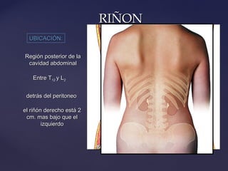 RIÑONRIÑON
UBICACIÓN:UBICACIÓN:
Región posterior de laRegión posterior de la
cavidad abdominalcavidad abdominal
Entre TEntre T1212 y Ly L22
detrás del peritoneodetrás del peritoneo
el riñón derecho está 2el riñón derecho está 2
cm. mas bajo que elcm. mas bajo que el
izquierdoizquierdo
 