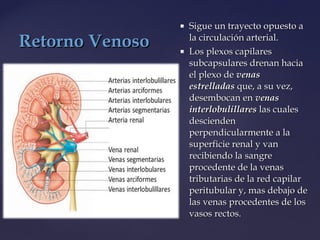  Sigue un trayecto opuesto aSigue un trayecto opuesto a
la circulación arterial.la circulación arterial.
 Los plexos capilaresLos plexos capilares
subcapsulares drenan haciasubcapsulares drenan hacia
el plexo deel plexo de venasvenas
estrelladasestrelladas que, a su vez,que, a su vez,
desembocan endesembocan en venasvenas
interlobulillaresinterlobulillares las cualeslas cuales
desciendendescienden
perpendicularmente a laperpendicularmente a la
superficie renal y vansuperficie renal y van
recibiendo la sangrerecibiendo la sangre
procedente de la venasprocedente de la venas
tributarias de la red capilartributarias de la red capilar
peritubular y, mas debajo deperitubular y, mas debajo de
las venas procedentes de loslas venas procedentes de los
vasos rectos.vasos rectos.
Retorno VenosoRetorno Venoso
 