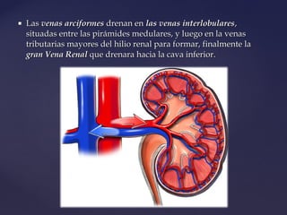  LasLas venas arciformesvenas arciformes drenan endrenan en las venas interlobulareslas venas interlobulares,,
situadas entre las pirámides medulares, y luego en la venassituadas entre las pirámides medulares, y luego en la venas
tributarias mayores del hilio renal para formar, finalmente latributarias mayores del hilio renal para formar, finalmente la
gran Vena Renalgran Vena Renal que drenara hacia la cava inferior.que drenara hacia la cava inferior.
 