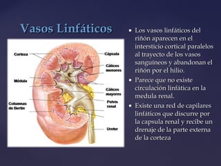  Los vasos linfáticos delLos vasos linfáticos del
riñón aparecen en elriñón aparecen en el
intersticio cortical paralelosintersticio cortical paralelos
al trayecto de los vasosal trayecto de los vasos
sanguíneos y abandonan elsanguíneos y abandonan el
riñón por el hilio.riñón por el hilio.
 Parece que no existeParece que no existe
circulación linfática en lacirculación linfática en la
medula renal.medula renal.
 Existe una red de capilaresExiste una red de capilares
linfáticos que discurre porlinfáticos que discurre por
la capsula renal y recibe unla capsula renal y recibe un
drenaje de la parte externadrenaje de la parte externa
de la cortezade la corteza
Vasos LinfáticosVasos Linfáticos
 
