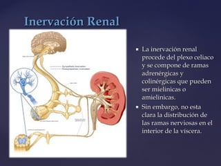  La inervación renalLa inervación renal
procede del plexo celiacoprocede del plexo celiaco
y se compone de ramasy se compone de ramas
adrenérgicas yadrenérgicas y
colinérgicas que puedencolinérgicas que pueden
ser mielinicas oser mielinicas o
amielinicas.amielinicas.
 Sin embargo, no estaSin embargo, no esta
clara la distribución declara la distribución de
las ramas nerviosas en ellas ramas nerviosas en el
interior de la víscera.interior de la víscera.
Inervación RenalInervación Renal
 