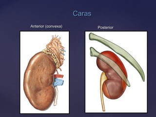 Anterior (convexa)Anterior (convexa) PosteriorPosterior
CarasCaras
 