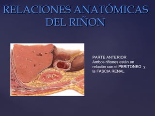 RELACIONES ANATÓMICASRELACIONES ANATÓMICAS
DEL RIÑONDEL RIÑON
PARTE ANTERIOR
Ambos riñones están en
relación con el PERITONEO y
la FASCIA RENAL
 