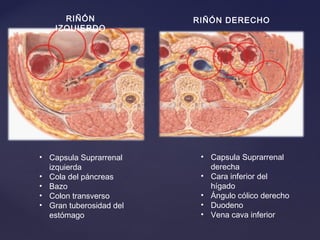 RIÑÓN
IZQUIERDO
RIÑÓN DERECHO
• Capsula Suprarrenal
derecha
• Cara inferior del
hígado
• Ángulo cólico derecho
• Duodeno
• Vena cava inferior
• Capsula Suprarrenal
izquierda
• Cola del páncreas
• Bazo
• Colon transverso
• Gran tuberosidad del
estómago
 