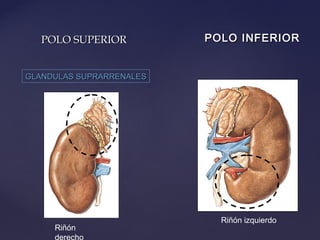 POLO SUPERIORPOLO SUPERIOR
GLANDULAS SUPRARRENALESGLANDULAS SUPRARRENALES
POLO INFERIORPOLO INFERIOR
Riñón
derecho
Riñón izquierdo
 