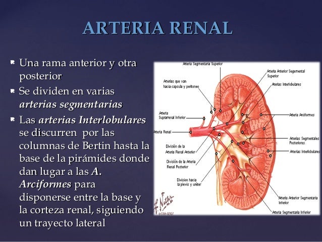 Anatomia renal y vascularizacion