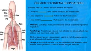 ÓRGÃOS DO SISTEMA RESPIRATÓRIO
FOSSAS NASAIS : Nelas é possível observar três regiões:
• Vestíbulo Parte anterior e dilatada das fossas nasais.
• Área respiratória Parte maior das fossas nasais.
• Área olfatória Parte superior das fossas nasais
• FARINGE: É um órgão musculomembranoso comum ao sistema digestório e
respiratório.
• Nasofaringe: A nasofaringe é a parte mais alta das vias aéreas, situada logo
atrás do nariz e acima do palato mole.
• OBS: A nasofaringe serve de passagem a partir do nariz à garganta, para o
ar até a traqueia, brônquios e pulmões.
• Laringe: é um tubo de cerca de 5 cm de comprimento que apresenta forma
irregular e atua garantindo a conexão entre a faringe e a traqueia.
 