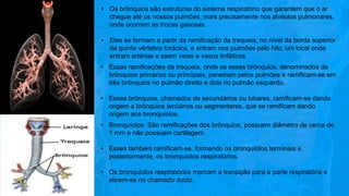 • Os brônquios são estruturas do sistema respiratório que garantem que o ar
chegue até os nossos pulmões, mais precisamente nos alvéolos pulmonares,
onde ocorrem as trocas gasosas.
• Eles se formam a partir da ramificação da traqueia, no nível da borda superior
da quinta vértebra torácica, e entram nos pulmões pelo hilo, um local onde
entram artérias e saem veias e vasos linfáticos.
• Essas ramificações da traqueia, onde os esses brônquios, denominados de
brônquios primários ou principais, penetram pelos pulmões e ramificam-se em
três brônquios no pulmão direito e dois no pulmão esquerdo.
• Esses brônquios, chamados de secundários ou lobares, ramificam-se dando
origem a brônquios terciários ou segmentares, que se ramificam dando
origem aos bronquíolos.
• Bronquíolos: São ramificações dos brônquios, possuem diâmetro de cerca de
1 mm e não possuem cartilagem.
• Esses também ramificam-se, formando os bronquíolos terminais e,
posteriormente, os bronquíolos respiratórios.
• Os bronquíolos respiratórios marcam a transição para a parte respiratória e
abrem-se no chamado ducto.
 