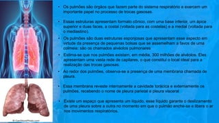 • Os pulmões são órgãos que fazem parte do sistema respiratório e exercem um
importante papel no processo de trocas gasosas.
• Essas estruturas apresentam formato cônico, com uma base inferior, um ápice
superior e duas faces, a costal (voltada para as costelas) e a medial (voltada para
o mediastino).
• Os pulmões são duas estruturas esponjosas que apresentam esse aspecto em
virtude da presença de pequenas bolsas que se assemelham a favos de uma
colmeia: são os chamados alvéolos pulmonares
• Estima-se que nos pulmões existam, em média, 300 milhões de alvéolos. Eles
apresentam uma vasta rede de capilares, o que constitui o local ideal para a
realização das trocas gasosas.
• Ao redor dos pulmões, observa-se a presença de uma membrana chamada de
pleura.
• Essa membrana reveste internamente a cavidade torácica e externamente os
pulmões, recebendo o nome de pleura parietal e pleura visceral
• Existe um espaço que apresenta um líquido, esse líquido garante o deslizamento
de uma pleura sobre a outra no momento em que o pulmão enche-se e libera o ar
nos movimentos respiratórios.
 