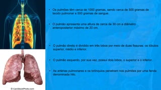• Os pulmões têm cerca de 1000 gramas, sendo cerca de 500 gramas de
tecido pulmonar e 500 gramas de sangue.
• O pulmão apresenta uma altura de cerca de 30 cm e diâmetro
anteroposterior máximo de 20 cm.
• O pulmão direito é dividido em três lobos por meio de duas fissuras: os lóbulos
superior, médio e inferior.
• O pulmão esquerdo, por sua vez, possui dois lobos, o superior e o inferior.
• As artérias pulmonares e os brônquios penetram nos pulmões por uma fenda
denominada hilo.
 