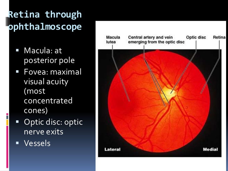 Anatomia retina