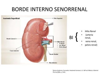 Anatomía riñón | PPTX