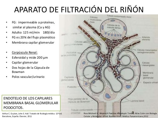 Histologia Ross Pawlina 6ta edicion Pdf gratis Histologia Ross Pawlina 6ta edicion Pdf gratis