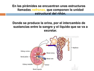Anatomia riñon | PPTX