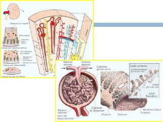 Anatomia riñon | PPTX