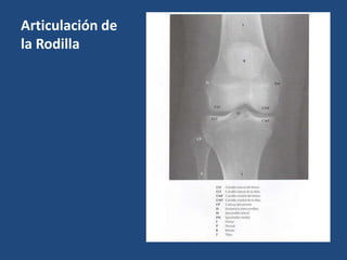 Anatomia rodilla_102029.pptx v | PPTX