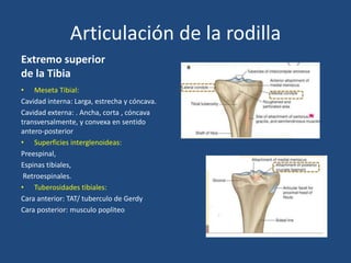 Tibia Corta Anatomia rodilla_102029.pptx v | PPTX