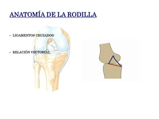 Anatomia Rodilla Issste.ppt
