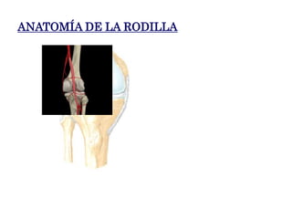 Anatomia Rodilla Issste.ppt