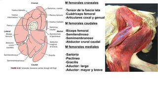 Menisco lateral
➢ Congruencia
articular de los
condilos femorales
y tibiales
➢ 3 Ligamentos
➢ Tibial craneal
➢ Tibial caud...