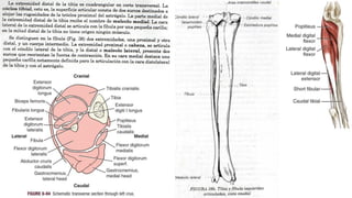 Ligamentos de la articulación femoropatelar
Ligamentos Acción Origen Inserción
Ligamento
femoropatelar medial Prevención d...