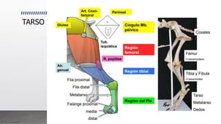 Anatomia de la Rodilla y tarso del Canino