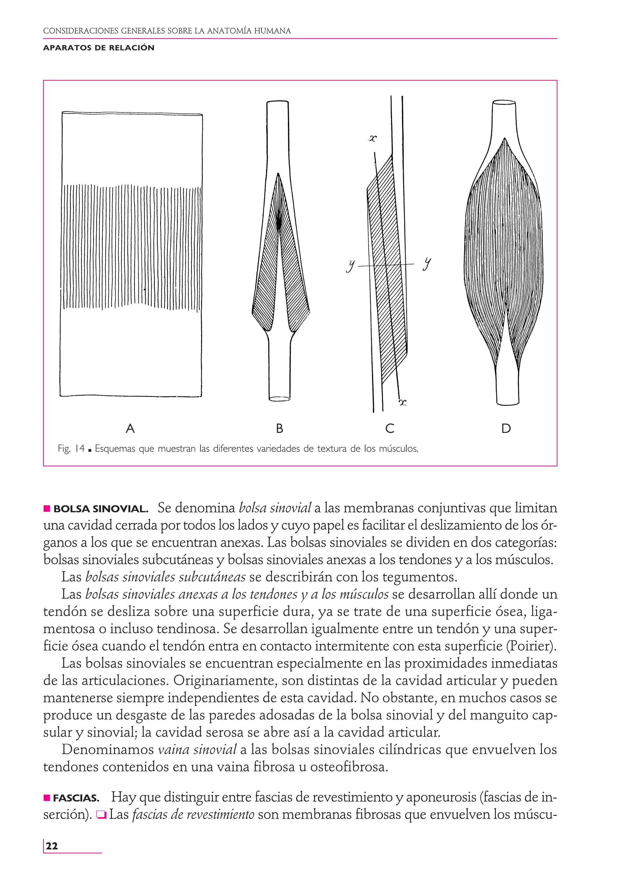 Anatomia rouviere tomo 1 7-37 | PDF
