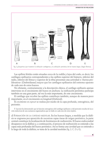 Anatomia rouviere tomo 1 7-37 | PDF