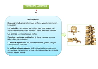 VÉRTEBRAS LUMBARES
Sus
Características:
El cuerpo vertebral: es voluminoso, reniforme y su diámetro mayor
transversal.
Los pedículos: son gruesos, se originan en la parte superior del
ángulo formado entre la cara posterior y lateral del cuerpo vertebral.
Las láminas: son más altas que anchas.
El agujero raquídeo o vertebral: es de forma triangular, con sus
lados más o menos iguales.
La apófisis espinosa: es una lámina rectangular, gruesa y dirigida
horizontalmente para atrás.
La apófisis articular superior: están aplanadas transversalmente,
son cóncavas hacia adentro, su cara externa presenta una eminencia
llamada apófisis mamilar.
 