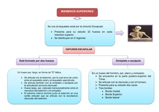 MIEMBROS SUPERIORES
Se une al esqueleto axial por el cinturón Escapular.
 Presenta para su estudio 32 huesos en cada
miembro superior
 Se distribuyen en 5 regiones
CINTURÓN ESCAPULAR
Está formado por dos huesos Omóplato o escápula
Es un hueso del hombro, par, plano y compacto.
 Se encuentra en la parte postero-superior del
Tórax.
 Se articula con la clavícula y con el húmero.
 Presenta para su estudio dos caras
 Tres bordes:
 Borde medial.
 Borde Superior.
 Borde lateral
Un hueso par, largo, en forma de "S" itálica.
 Se articula con el esternón, por lo cual sirve de unión
entre el esqueleto axial y el esqueleto apendicular.
 Se articula también con el omóplato o escápula por
la articulación acromio-clavicular.
 Hueso largo, par, colocado transversalmente entre el
manubrio del esternón y el omoplato
 El extremo interno termina junto al esternón en una
carilla articular que se articula con la escotadura
clavicular del esternón.
 